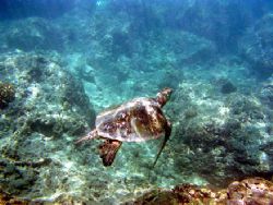 "Honu in the Light" Taken in Haunama Bay, Hawaii while sn... by Christa Loustalot 